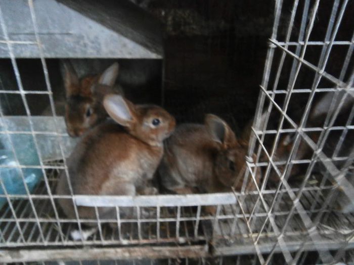 P7170176 - a              arhiva   de vanzare iepuri de rasa iulie 2013