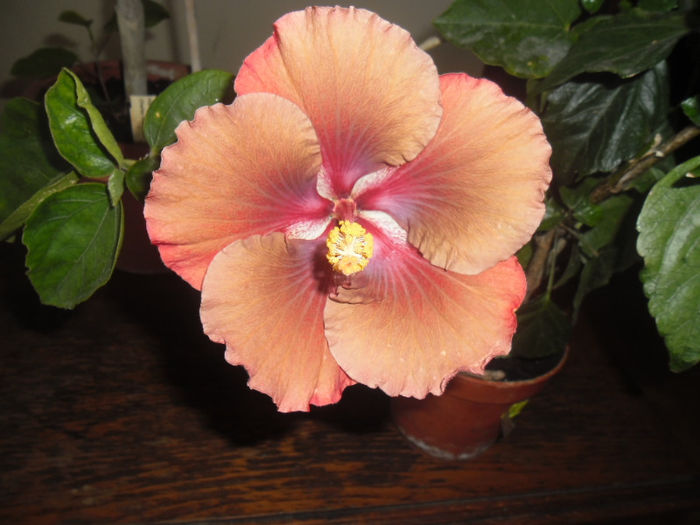 Jim Berry - Hibiscus 2013-2