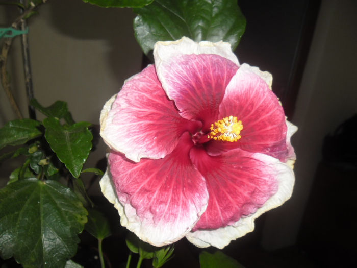 Tahitian Purple Lady - Hibiscus 2013-2