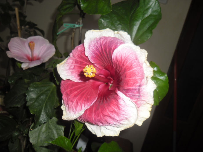 Tahitian Purple Lady - Hibiscus 2013-2