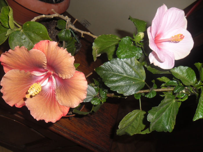 Jim Berry + Adonicus Pink - Hibiscus 2013-2