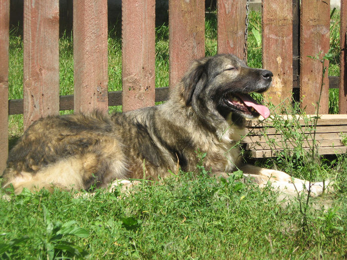 molda