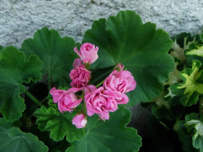 australian pink rosebud