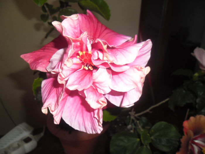 Charles Septembre - Hibiscus 2013-2