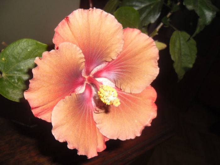 Jim Berry - Hibiscus 2013-2