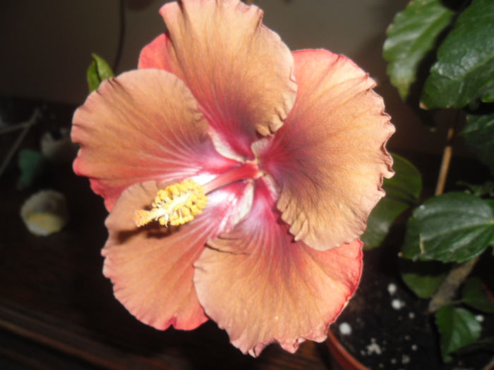 Jim Berry - Hibiscus 2013-2