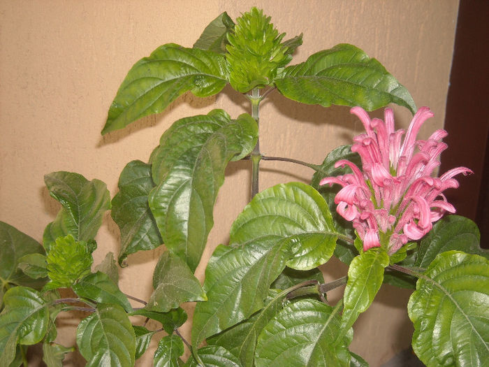 Jacobinia