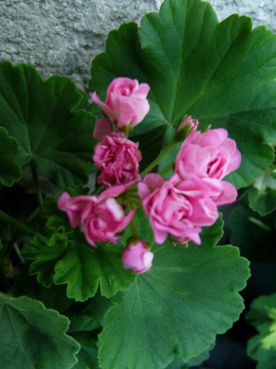 australian pink rosebud 1