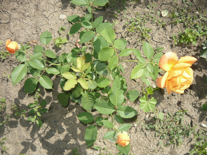 prin de mine sub pet