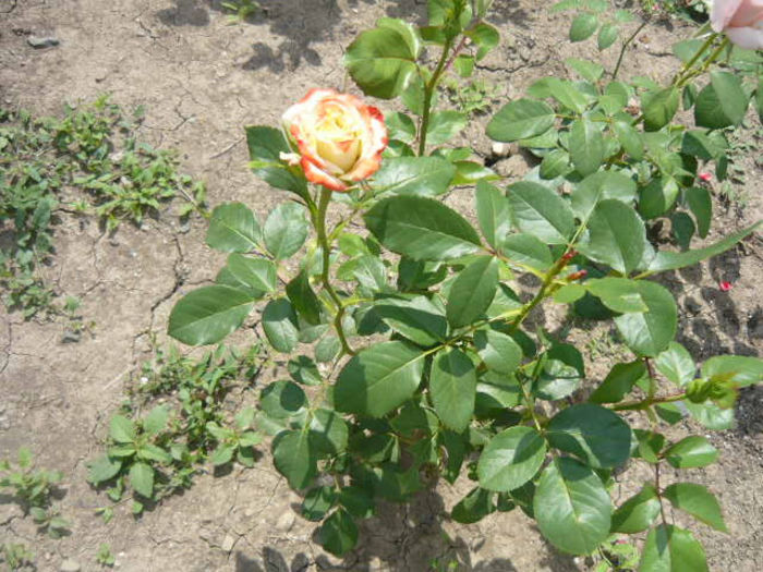 l-am cumparat ca "rapsodie albastra".....