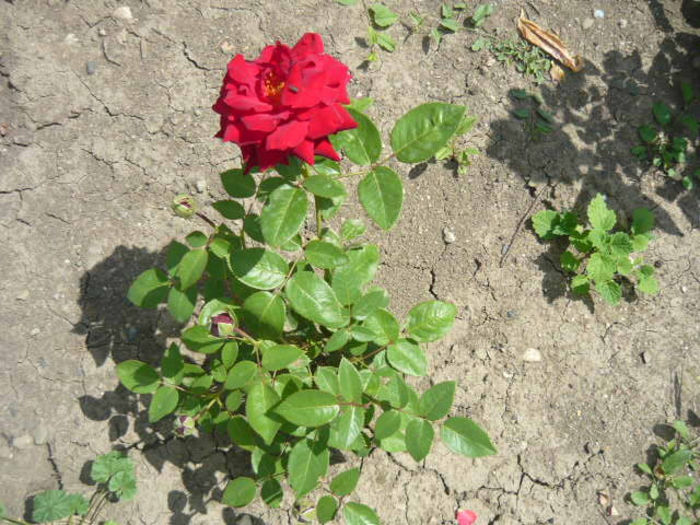 lastar prin cu petul