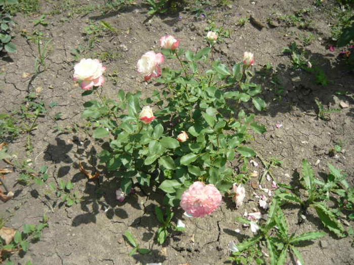 cumparat ca "regina  Elisabeta"; Ce ziceti ea e?
