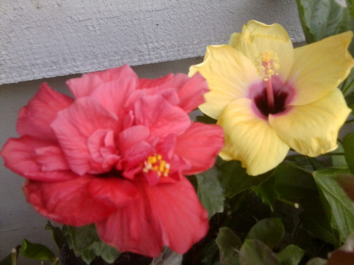Fotografie4701 - hibiscusi 2013-2