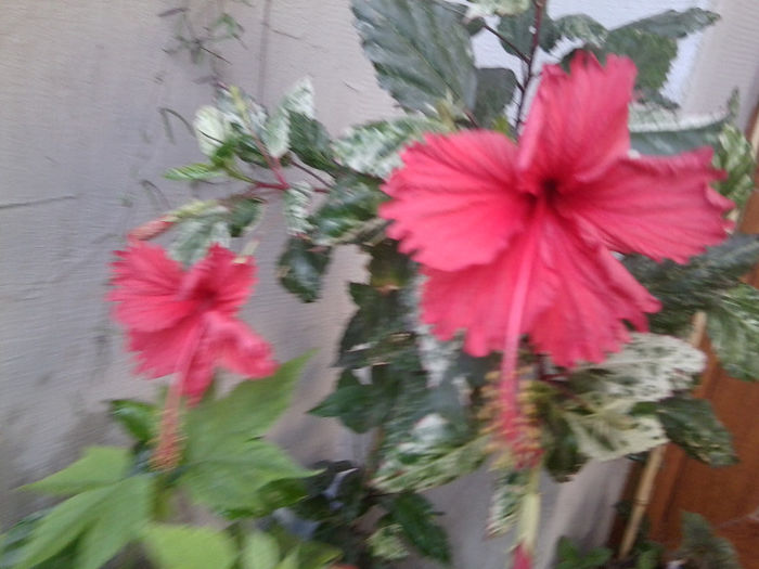 Fotografie4712 - hibiscusi 2013-2