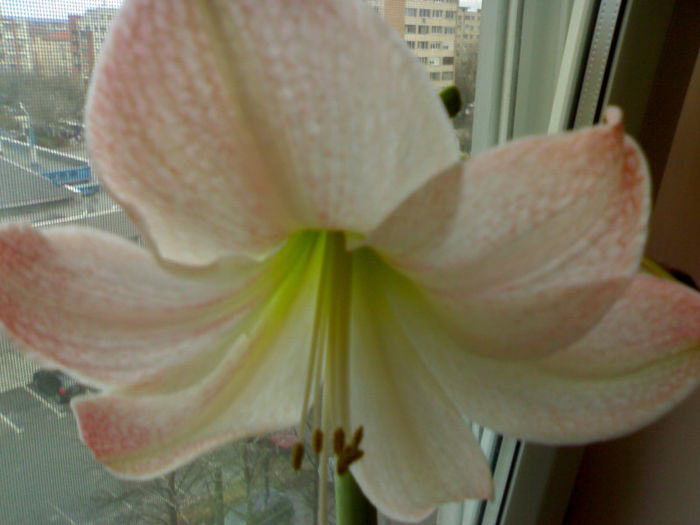 alb frez - Amaryllis 2013