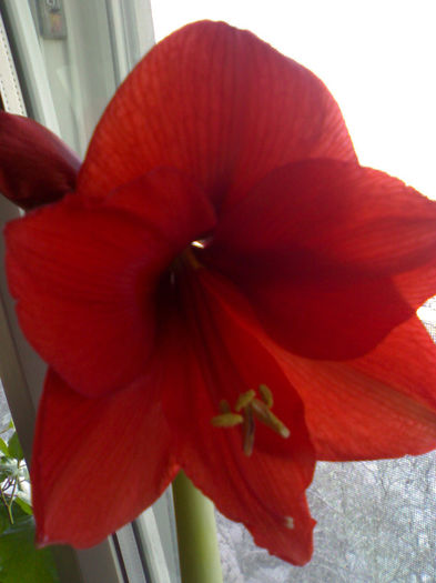 rosu - Amaryllis 2013