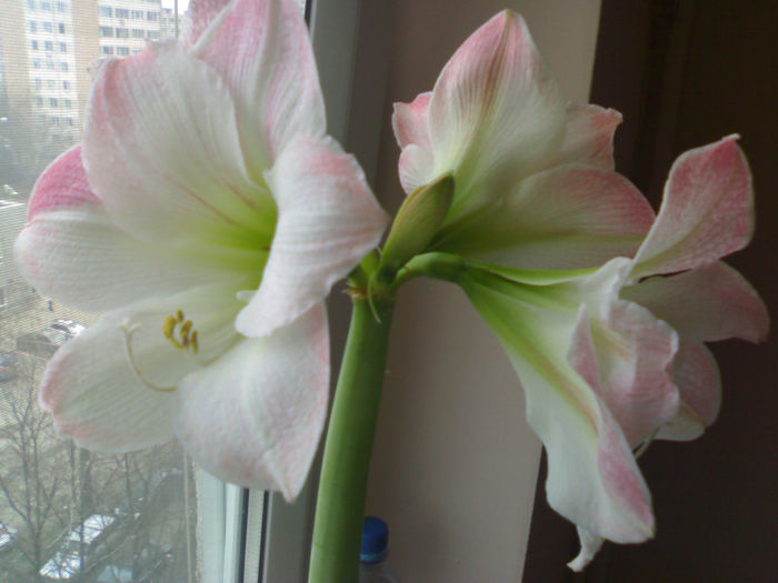 alb frez - Amaryllis 2013