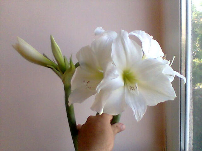 alb - Amaryllis 2013