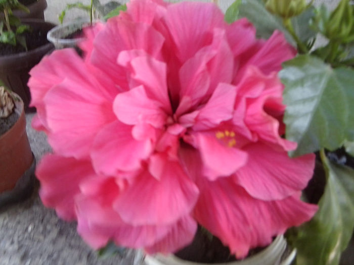 ciclam - hibiscusi 2013-2