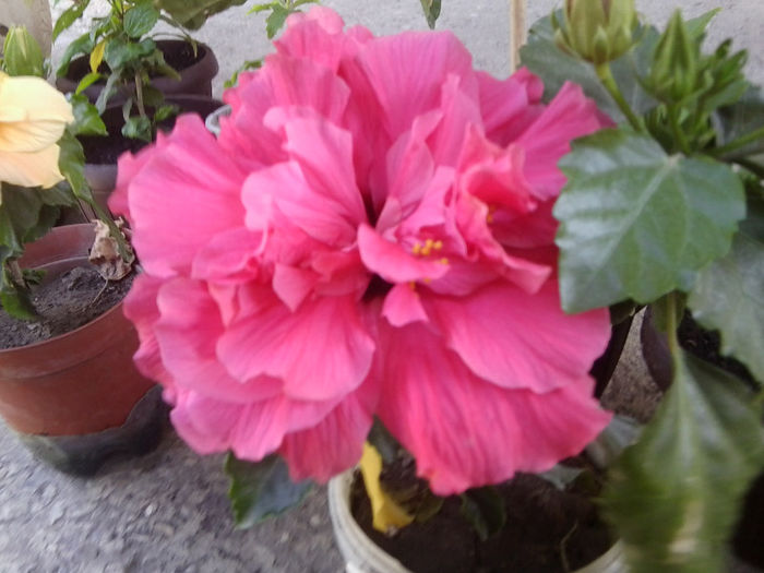 Fotografie4741 - hibiscusi 2013-2