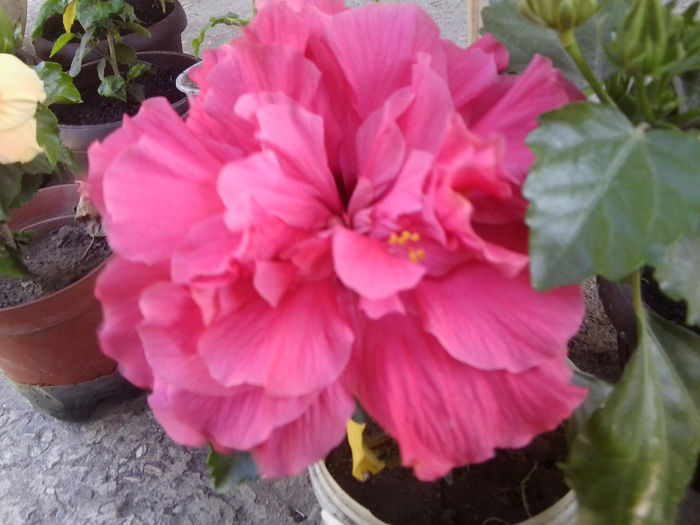 Fotografie4742 - hibiscusi 2013-2