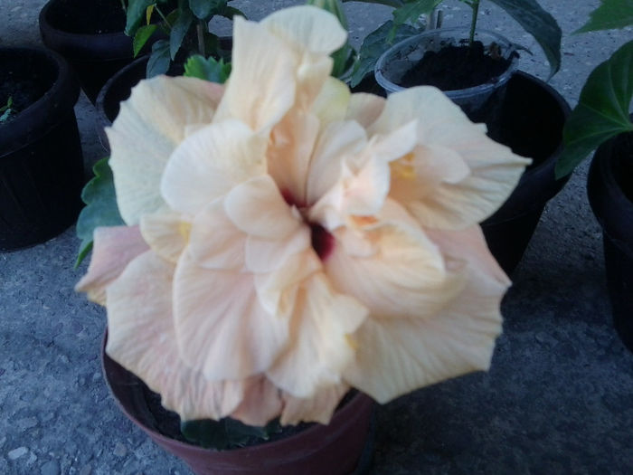 Fotografie4753 - hibiscusi 2013-2