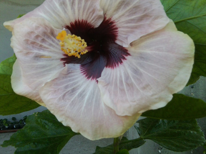 Fotografie4762 - hibiscusi 2013-2