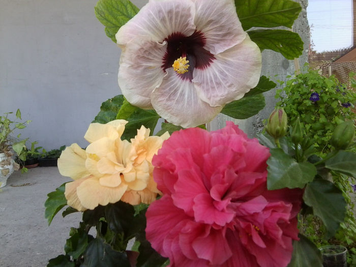 Fotografie4764 - hibiscusi 2013-2