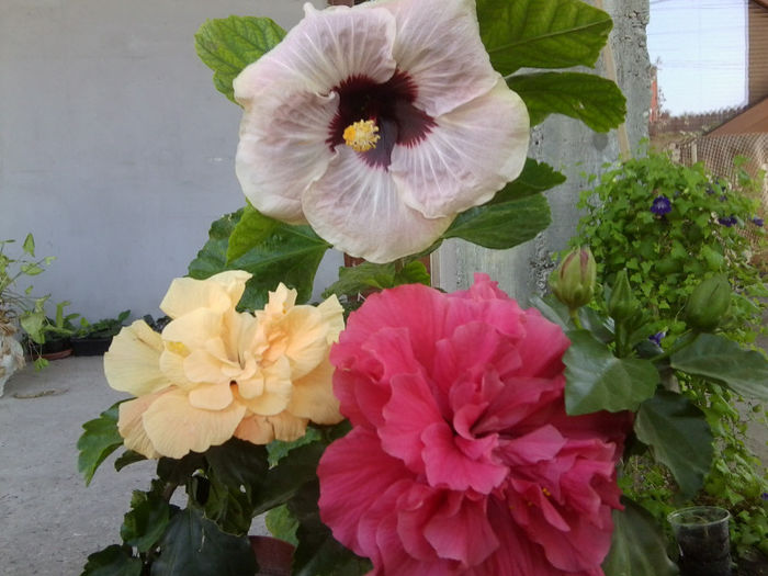 Fotografie4765 - hibiscusi 2013-2