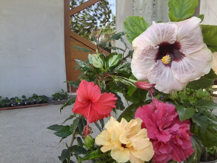 Fotografie4766 - hibiscusi 2013-2