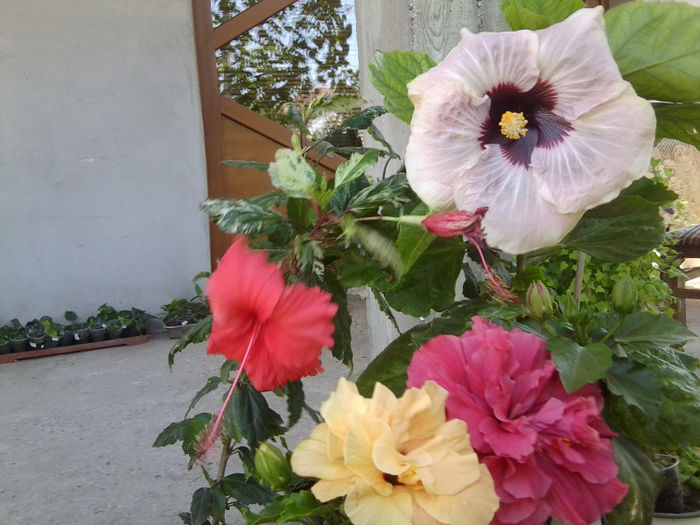 Fotografie4767 - hibiscusi 2013-2