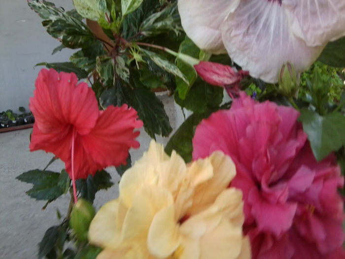 Fotografie4769 - hibiscusi 2013-2