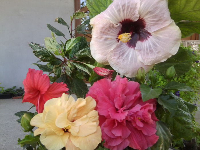 Fotografie4770 - hibiscusi 2013-2