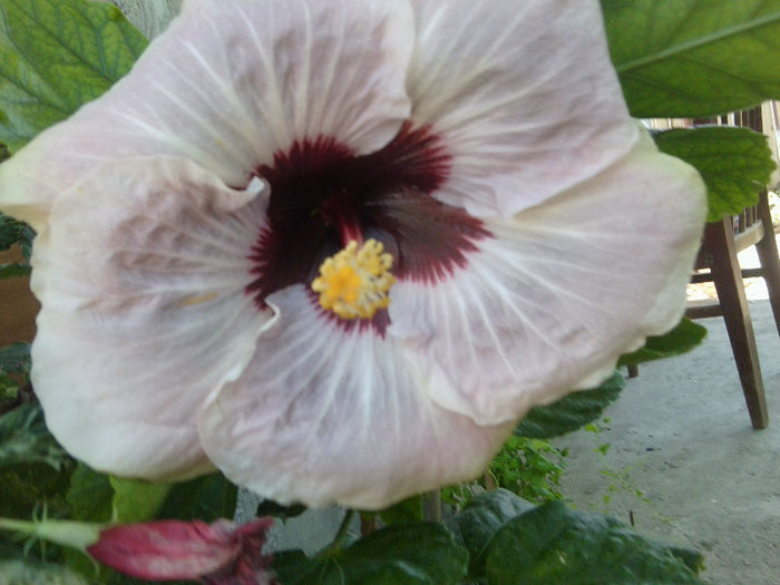 Fotografie4771 - hibiscusi 2013-2