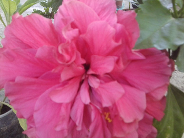 Fotografie4772 - hibiscusi 2013-2