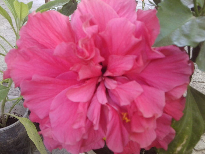 Fotografie4773 - hibiscusi 2013-2