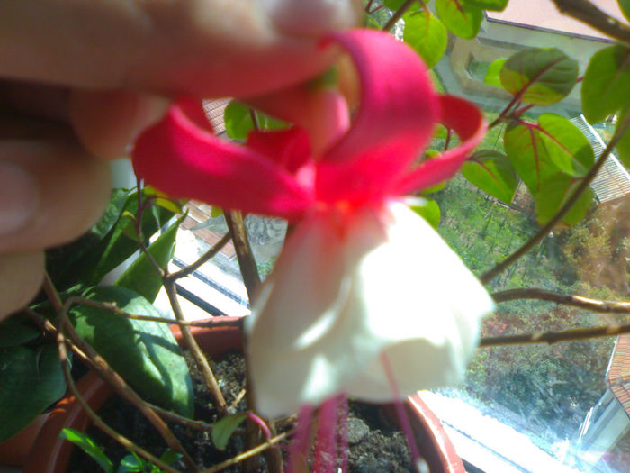 Fuchsia 'Snow Cap'