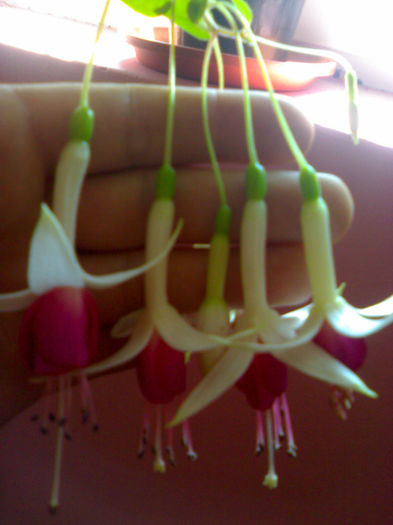 Fuchsia Cascade