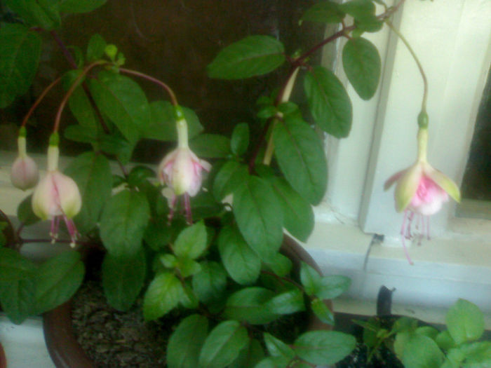 Fuchsia Southgate - Fuchsia 2013