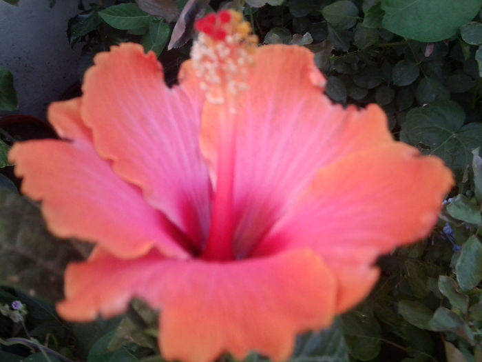 Fotografie4603 - hibiscusi 2013-2