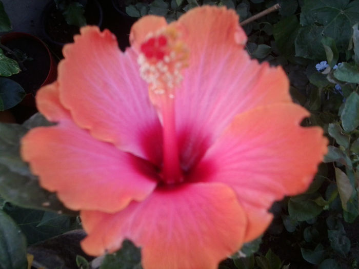 Fotografie4604 - hibiscusi 2013-2