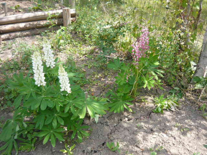 lupini - Gradina mea