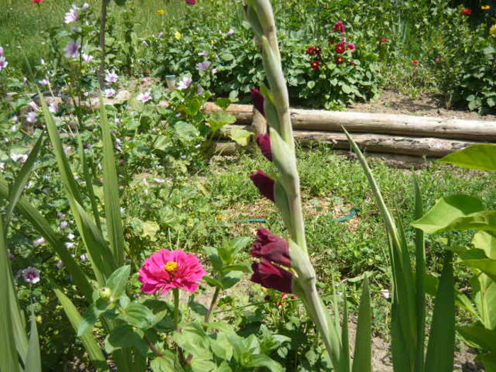 prima gladiola  isi arata culoarea