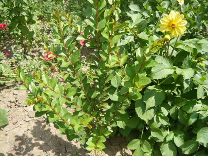 Picture 054 - Gradina mea