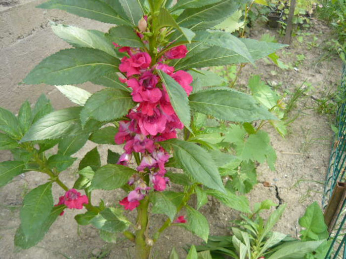 Picture 070 - Gradina mea