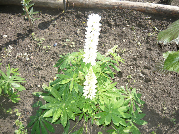 Picture 003 - Gradina mea