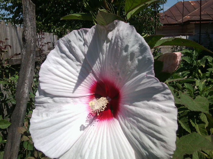 Fotografie4720 - flori de gradina 2013-2