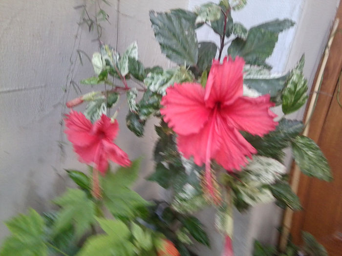 Fotografie4715 - cooperi snow-quenn