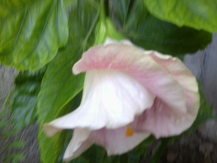 Fotografie4735 - my way-30