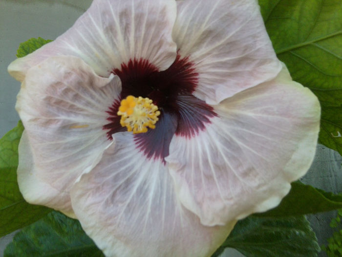 Fotografie4761 - my way-30